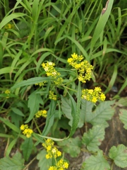 Patrinia heterophylla