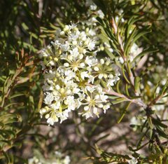 Platysace maxwellii