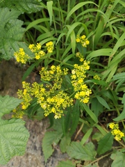 Patrinia heterophylla