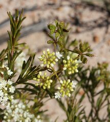 Platysace maxwellii