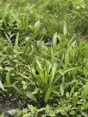 Alisma canaliculatum