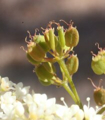 Platysace maxwellii