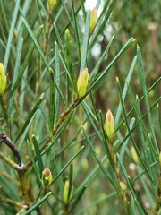 Ricinocarpos pinifolius