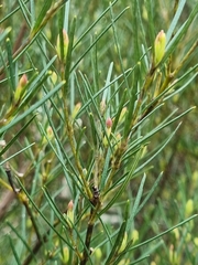 Ricinocarpos pinifolius