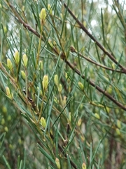 Ricinocarpos pinifolius