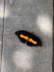 Catonephele acontius