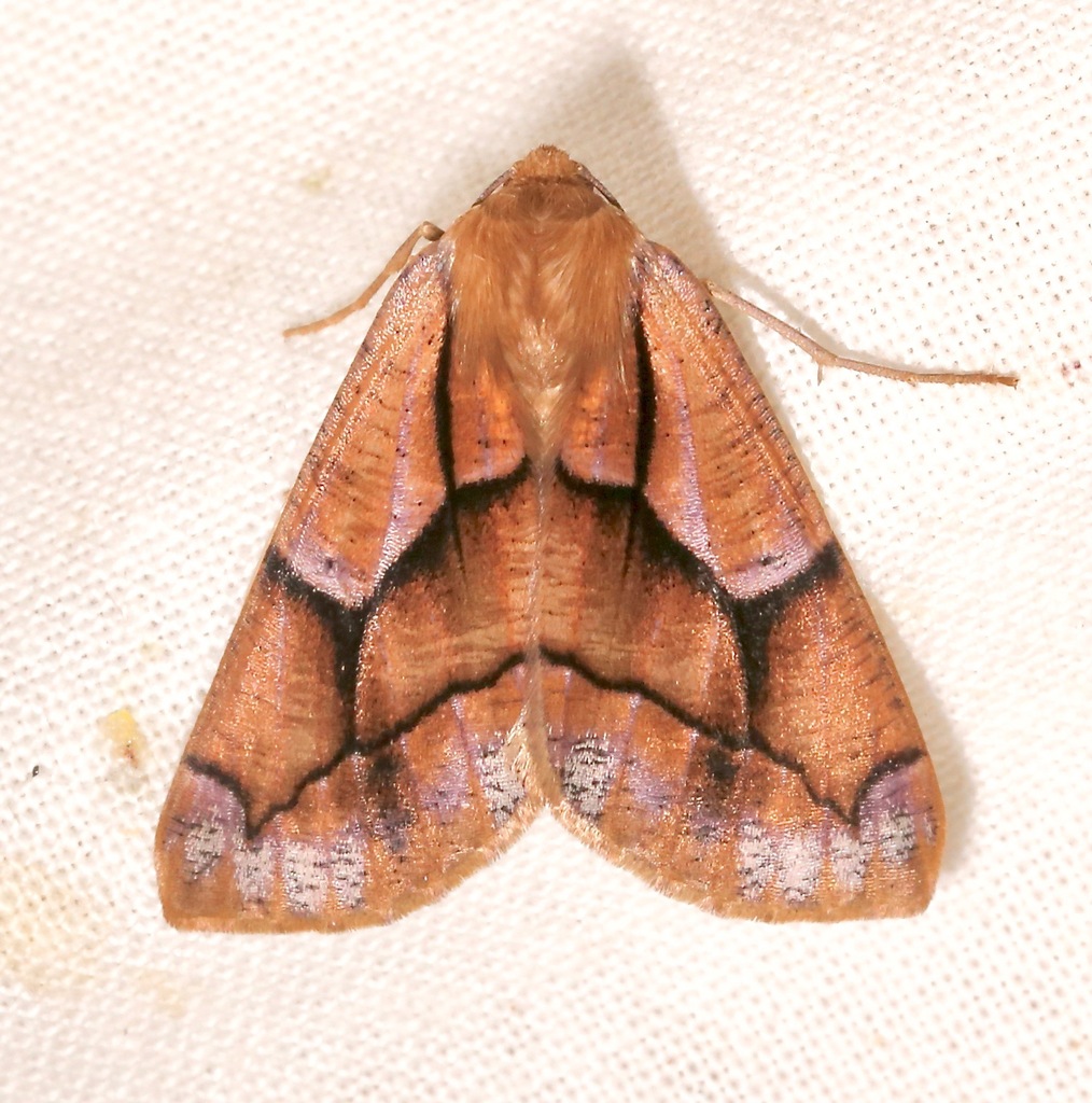 Snowia montanaria