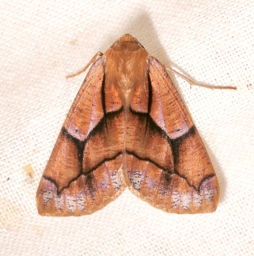 Snowia montanaria