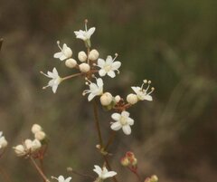 Platysace deflexa