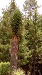 Yucca filifera