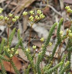 Platysace deflexa