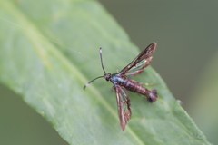 Synanthedon hela