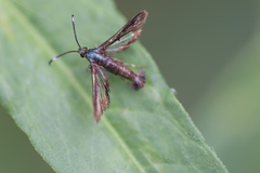 Synanthedon hela