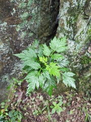 Artemisia sylvatica