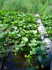 Petasites radiatus