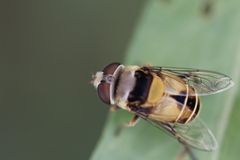 Palpada pusilla