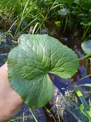 Petasites radiatus