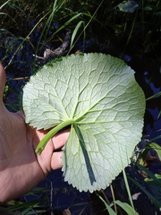 Petasites radiatus