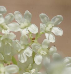 Platysace saxatilis