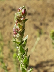 Corispermum sibiricum