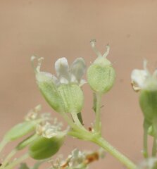 Platysace saxatilis