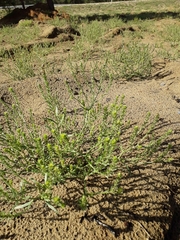 Corispermum sibiricum