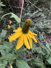 Rudbeckia californica