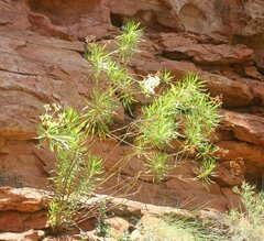 Platysace saxatilis