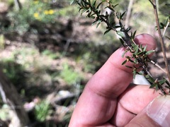Leptospermum microcarpum