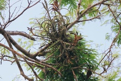 Tillandsia intermedia