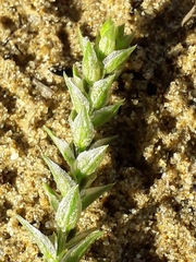 Corispermum sibiricum