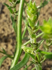 Corispermum sibiricum