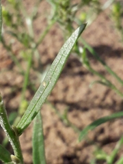 Corispermum sibiricum