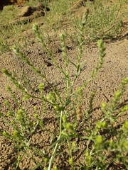 Corispermum sibiricum