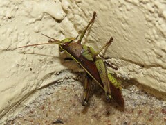 Schistocerca alutacea