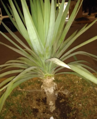 Agave attenuata