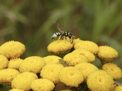 Stenodynerus anormis