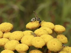 Stenodynerus anormis
