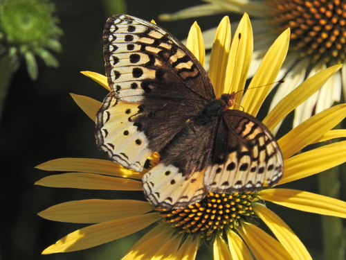 Great Spangled Fritillary, photo 5 of 8