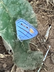 Caeruleuptychia helios