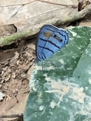 Caeruleuptychia helios