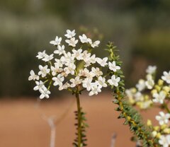 Platysace deflexa
