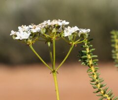 Platysace deflexa
