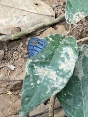 Caeruleuptychia helios