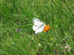 Parnassius phoebus