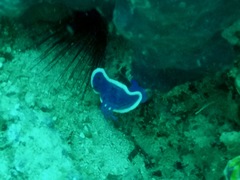 Hypselodoris variobranchia