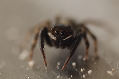 Hasarius adansoni