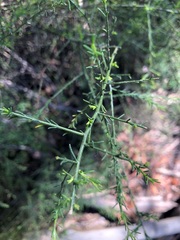 Maireana microphylla