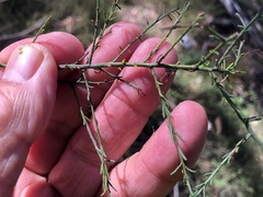 Maireana microphylla