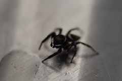 Hasarius adansoni